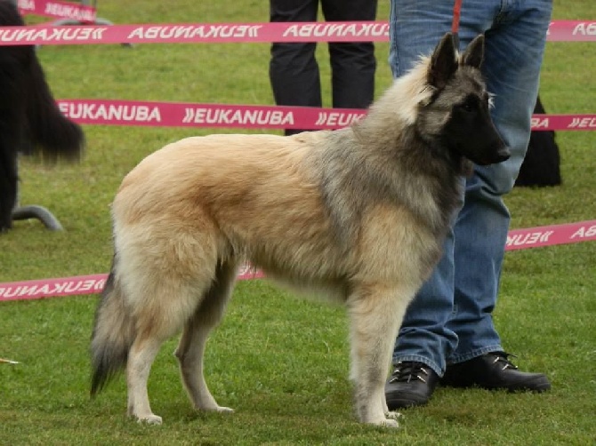 des canis du brabant - Nationale d' Elevage Aout 2014