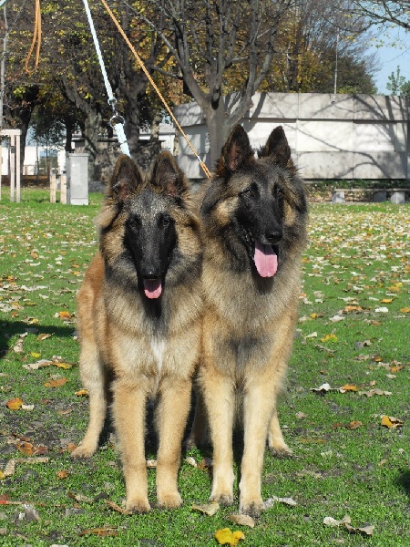 Gloss des canis du brabant