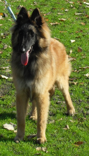 Gloss des canis du brabant