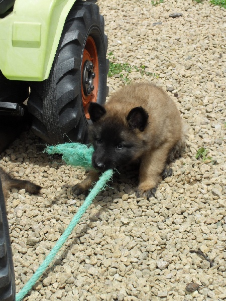 Gloss des canis du brabant