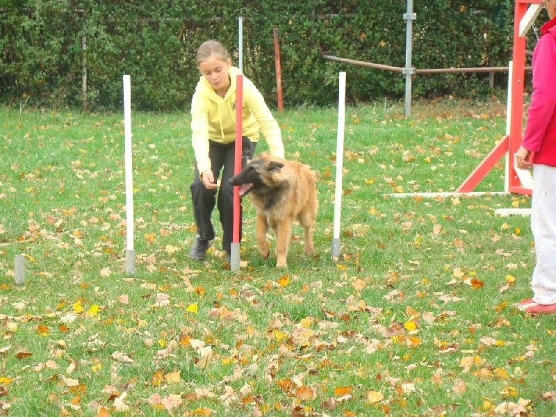 Gloss des canis du brabant