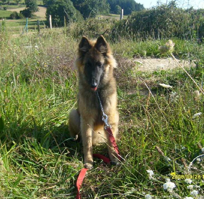 CH. Digit des canis du brabant