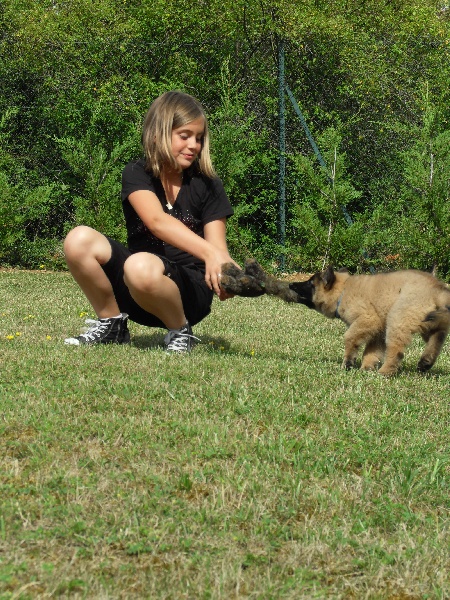 Gloss des canis du brabant