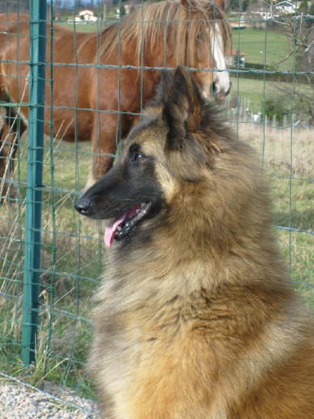 CH. Digit des canis du brabant