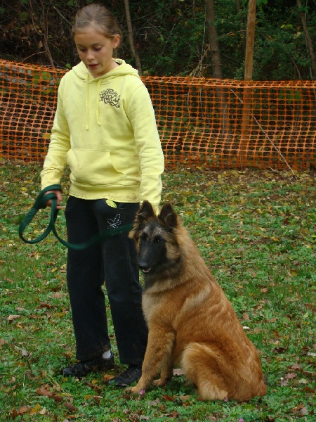 Gloss des canis du brabant