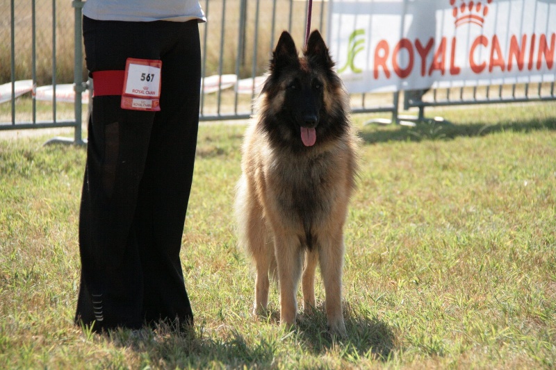 CH. Digit des canis du brabant