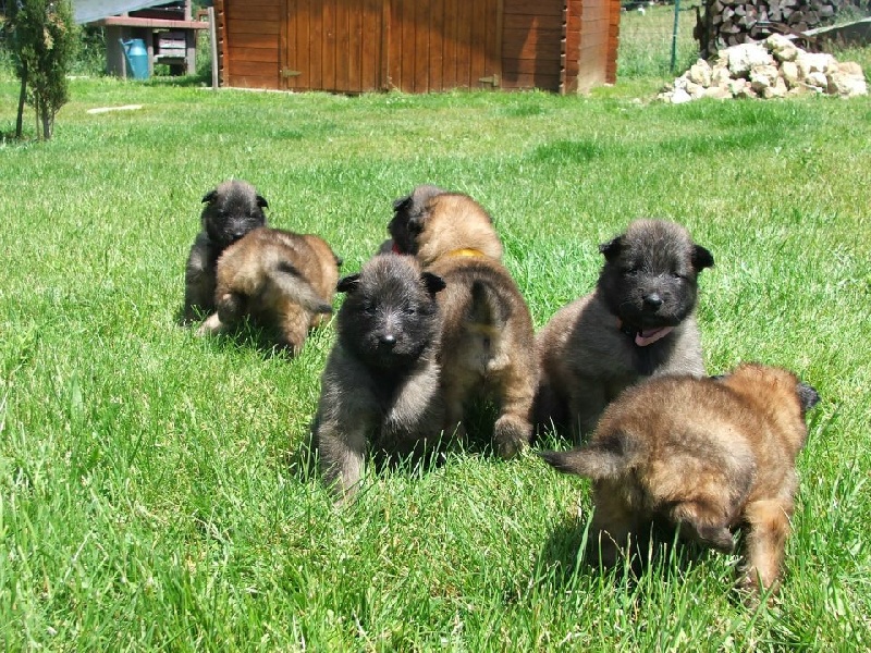 des canis du brabant - Berger Belge - Portée née le 22/05/2012