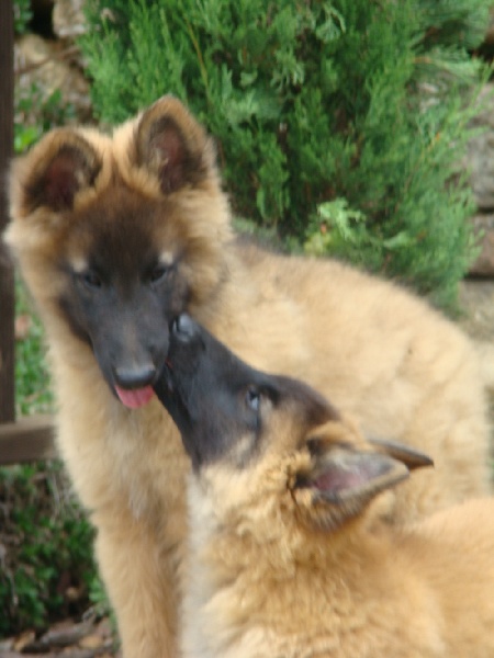 des canis du brabant - Berger Belge - Portée née le 02/05/2011