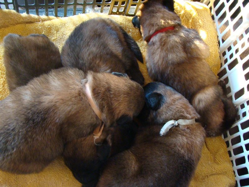 des canis du brabant - Berger Belge - Portée née le 10/02/2010