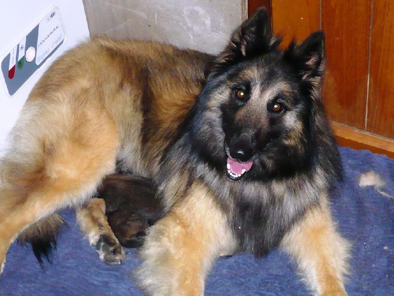 des canis du brabant - Berger Belge - Portée née le 30/03/2009