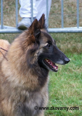 Olika des canis du brabant