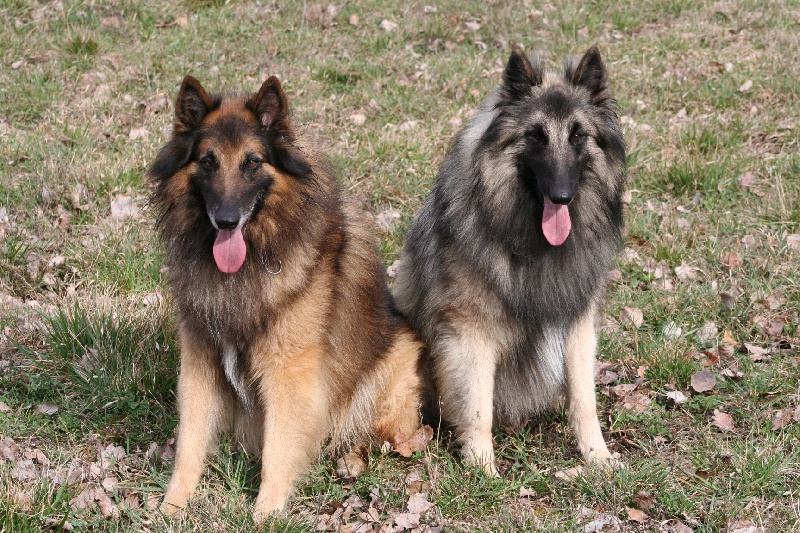 Tagar des canis du brabant