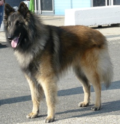 Vilck des canis du brabant