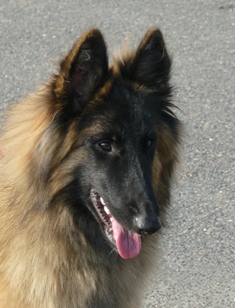 Cayenne des canis du brabant