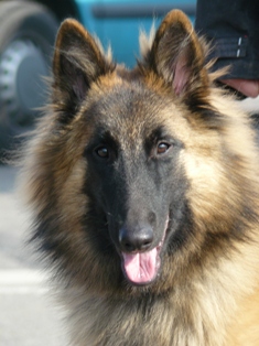Cheyenne des canis du brabant