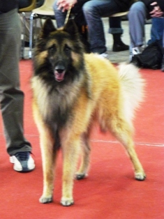 Bath des canis du brabant