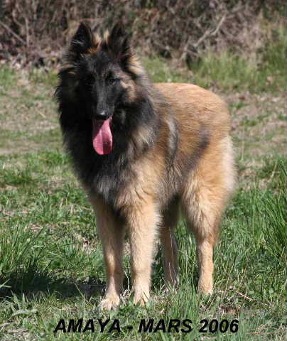 Amaya des canis du brabant
