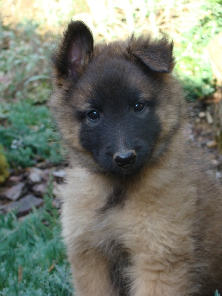 Douce des canis du brabant