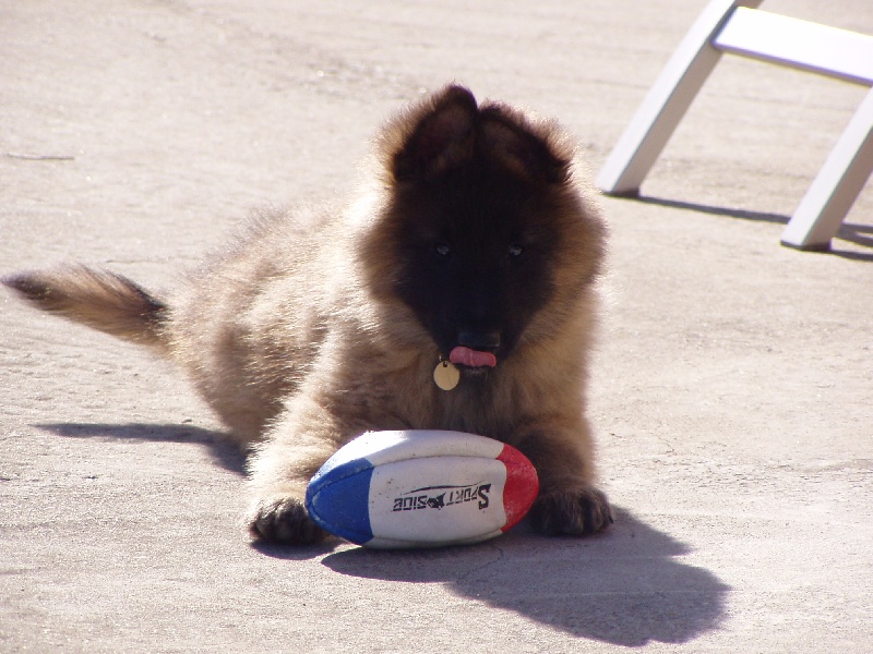 Falco des canis du brabant