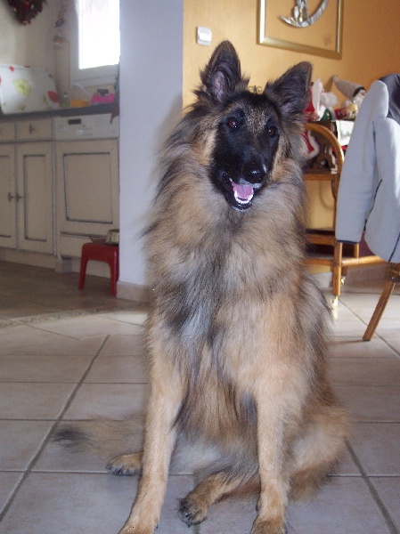 Fidji des canis du brabant