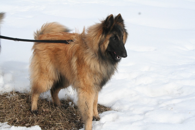 Heart des canis du brabant